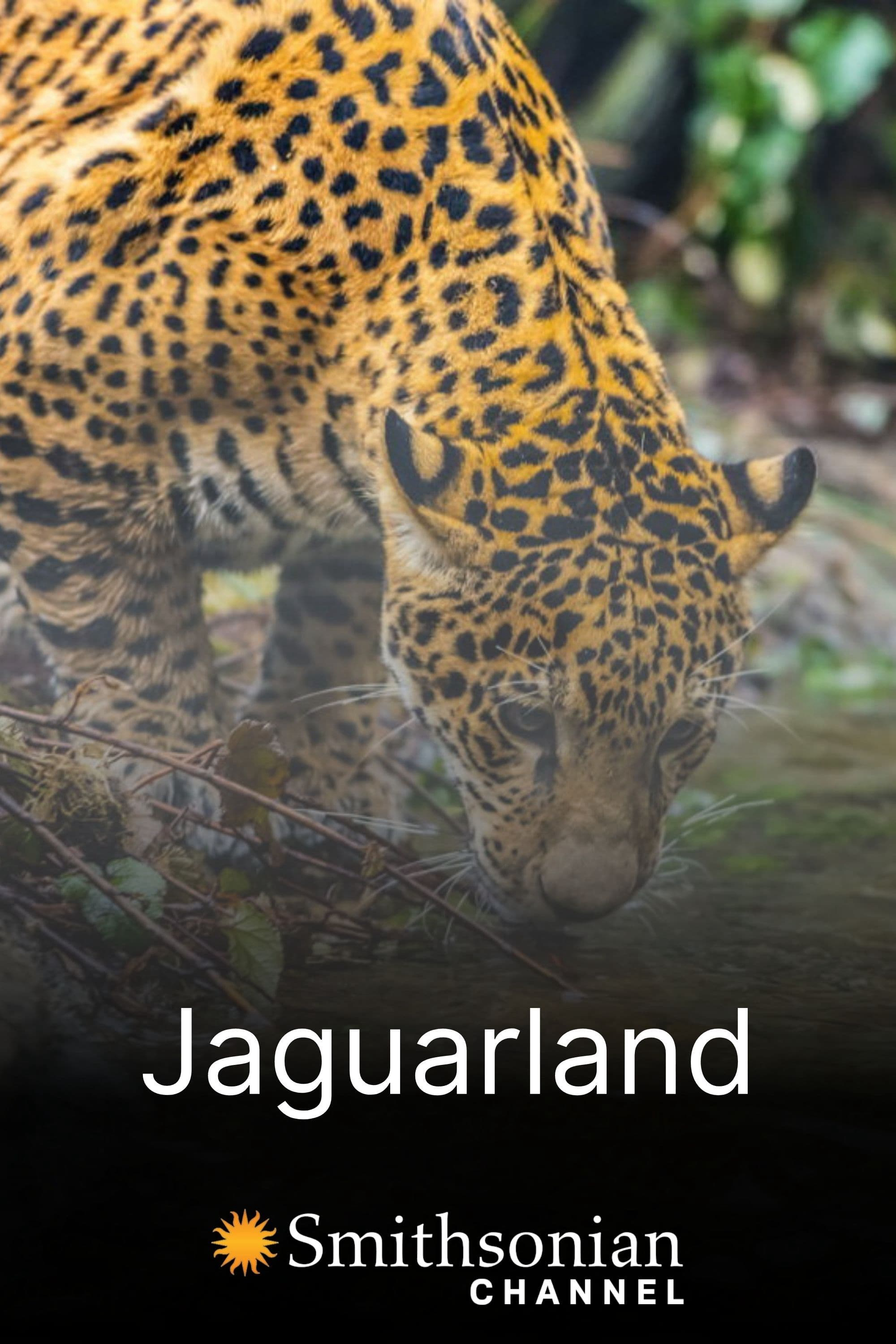 Jaguarland (2020)